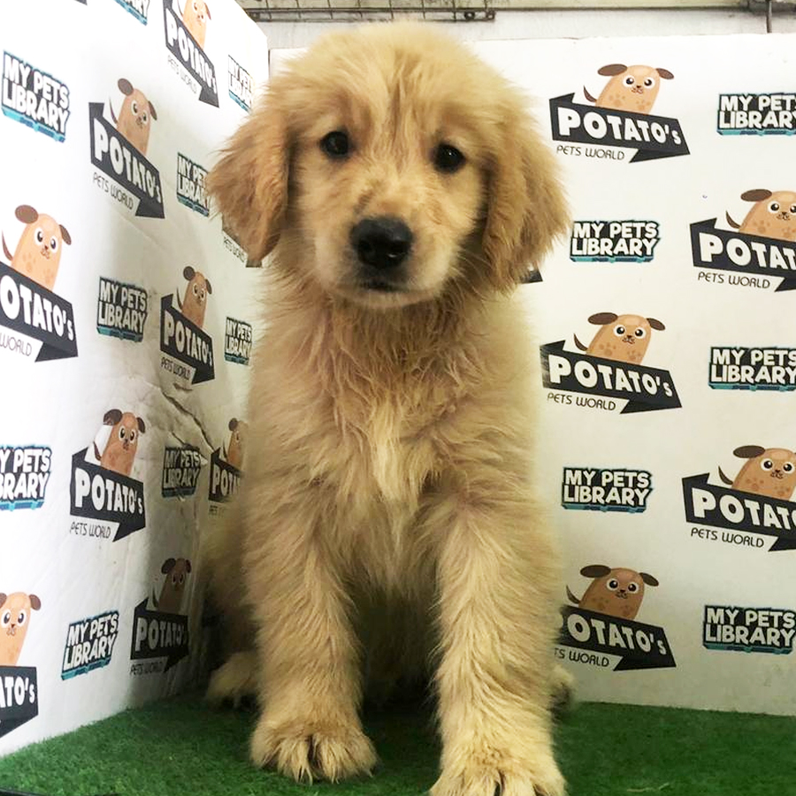Golden Retriever Puppy (Male) For Sale