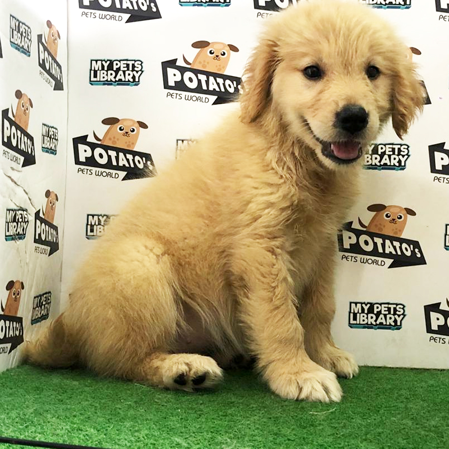 Golden Retriever Puppy (Male) For Sale