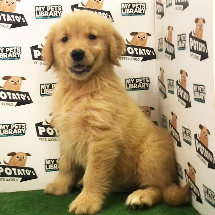 Golden Retriever Puppy (Female) For Sale