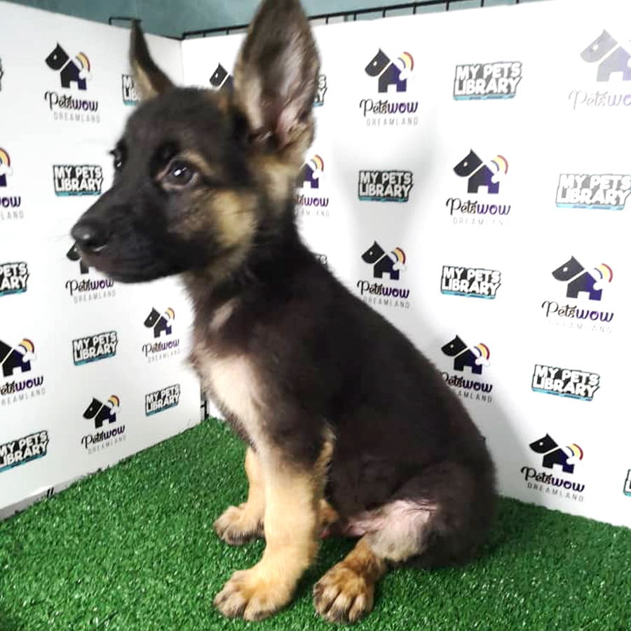 German Shepherd Puppy (Male) For Sale