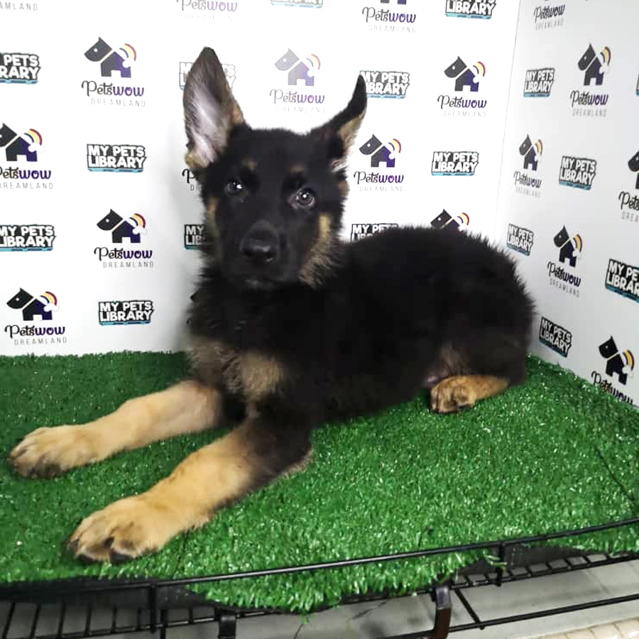 German Shepherd Puppy (Female) For Sale