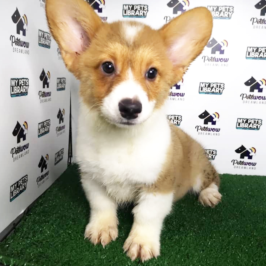 Welsh Corgi Puppy (Male) For Sale