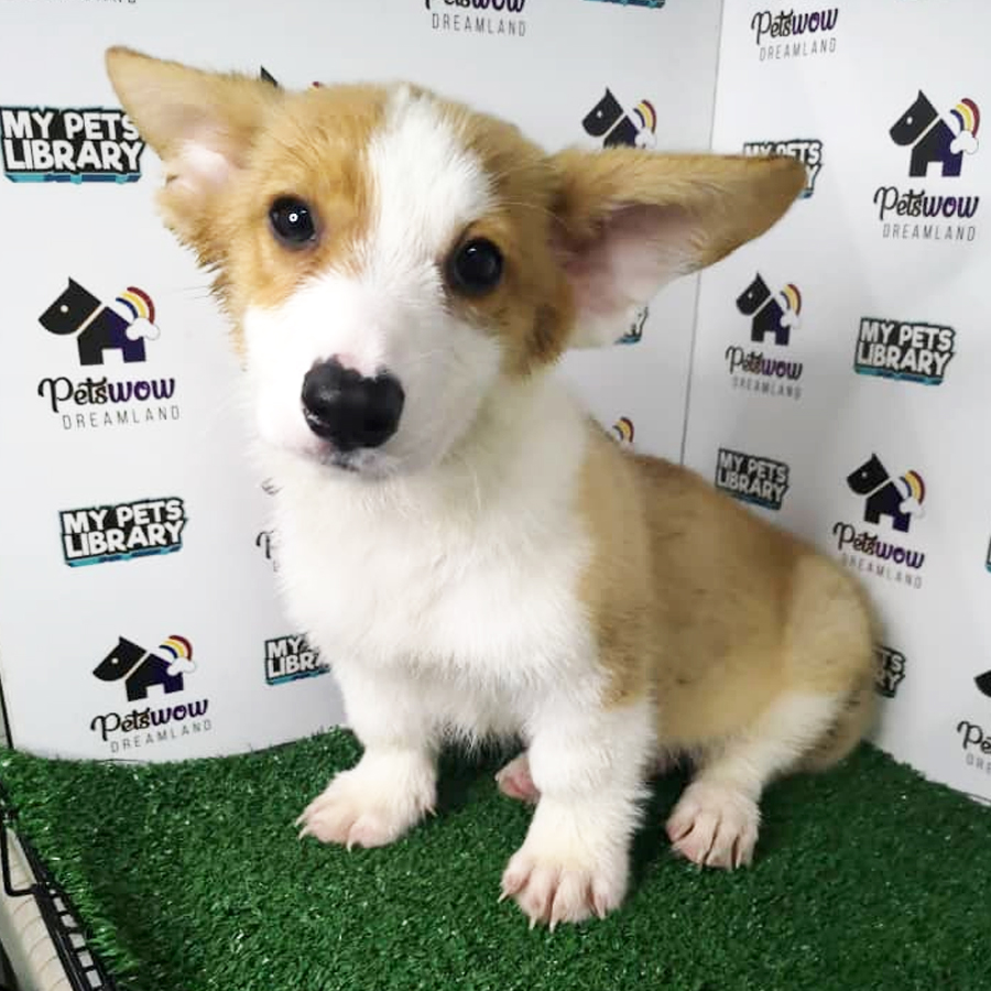 Welsh Corgi Puppy (Male) For Sale