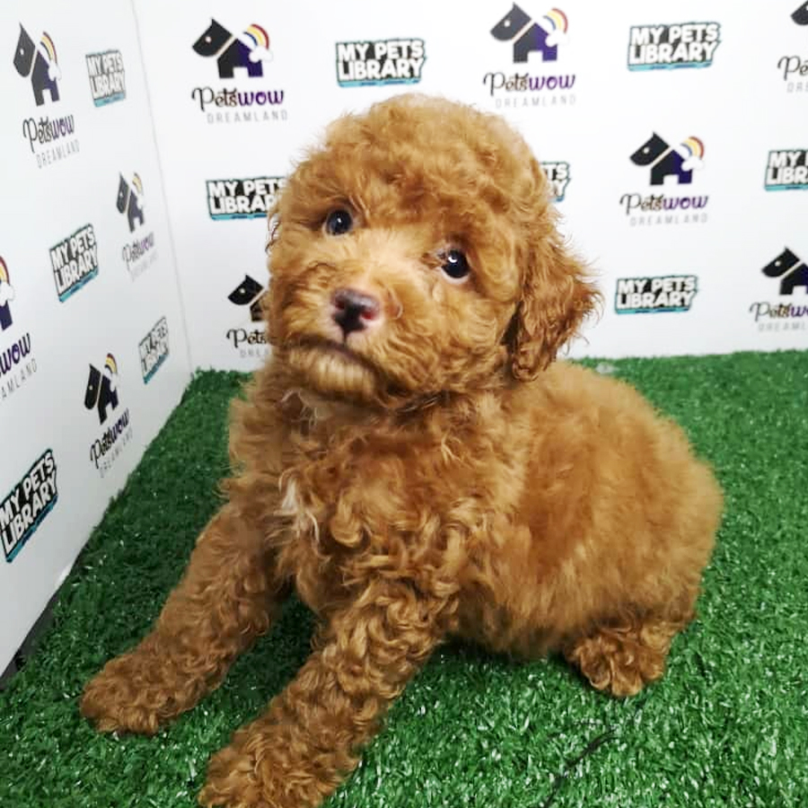 Toy Poodle Puppy (Male) For Sale