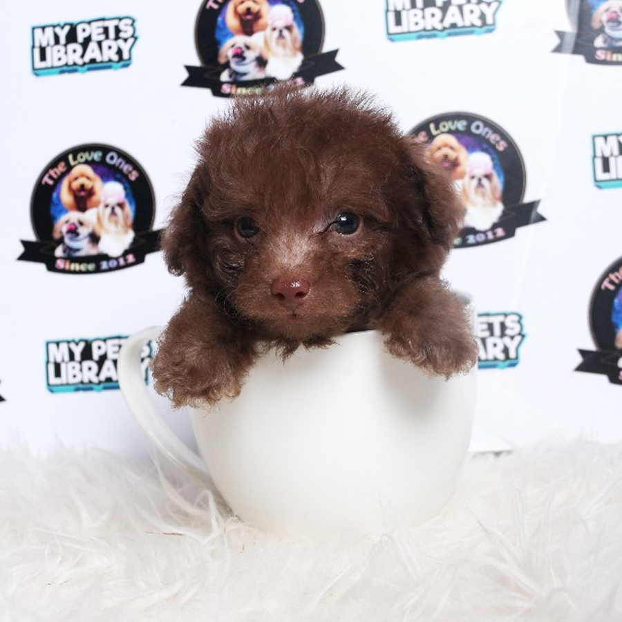 Tiny  Poodle Puppy (Male) For Sale