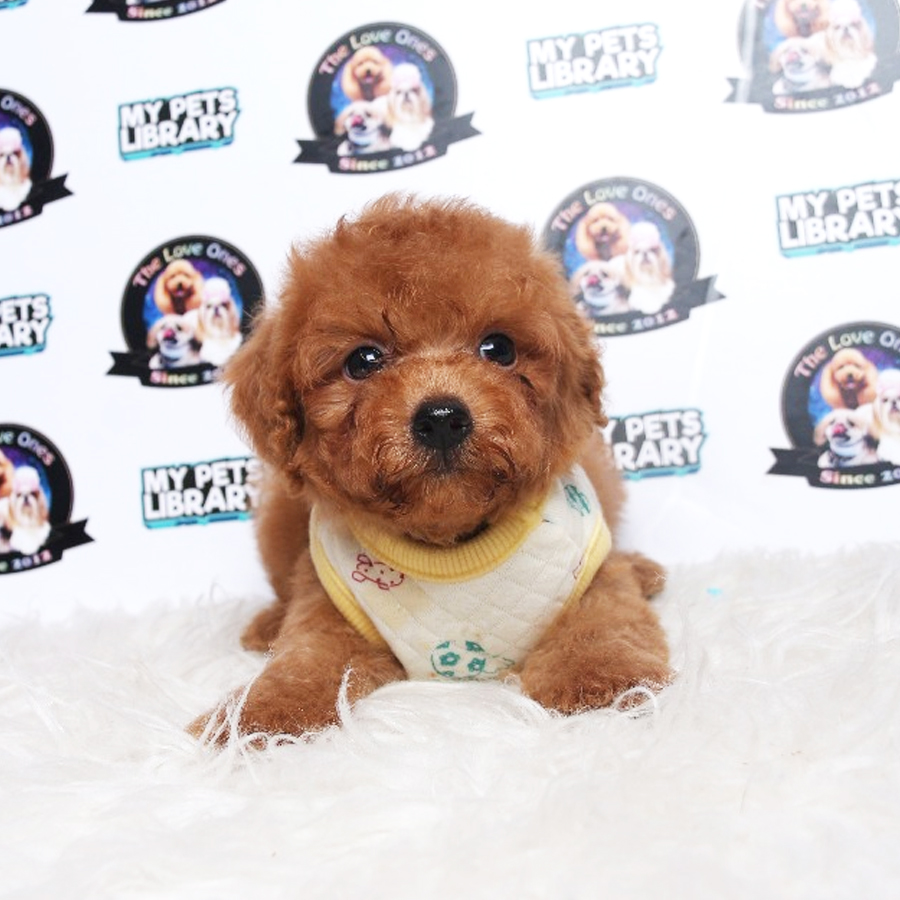 Tiny Toy Poodle Puppy ( Male ) For Sale