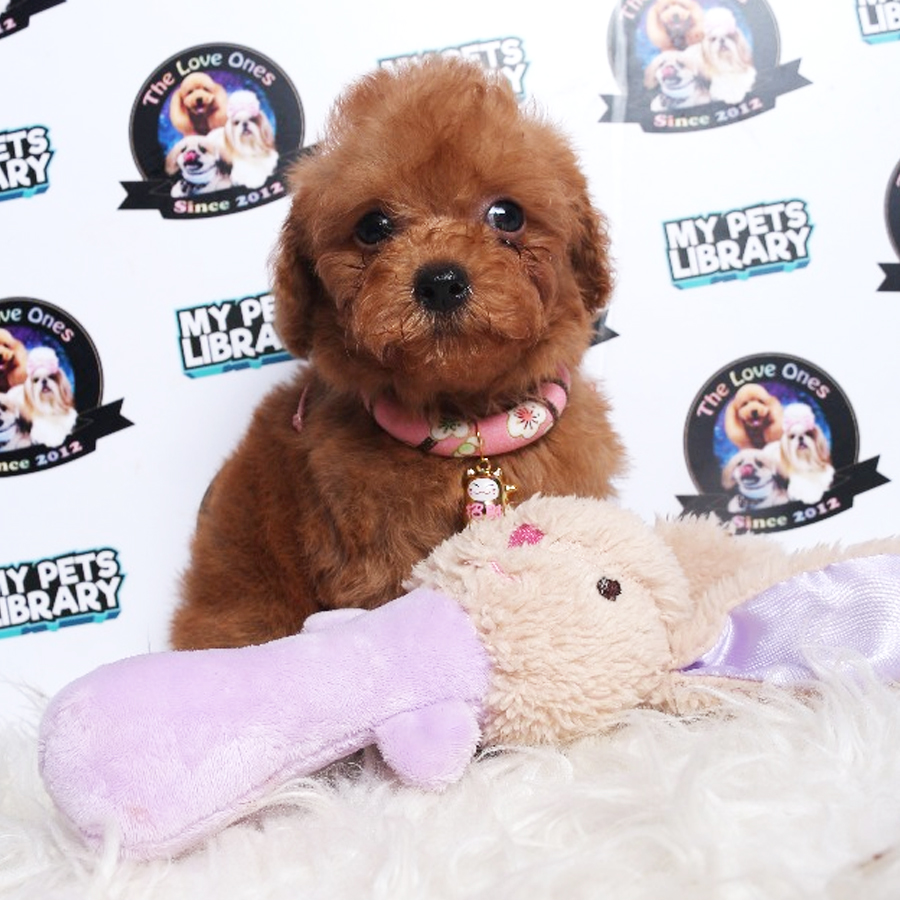 Tiny Toy Poodle Puppy ( Female ) For Sale