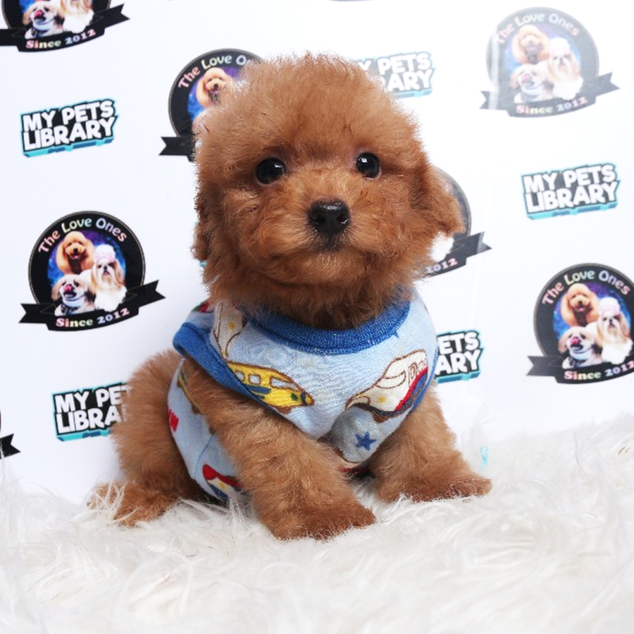 Tiny Toy Poodle Puppy ( Male ) For Sale