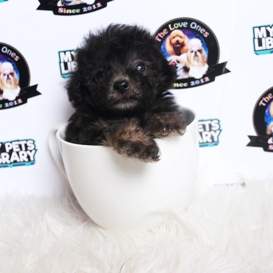 Tiny  Poodle Puppy (Female) For Sale