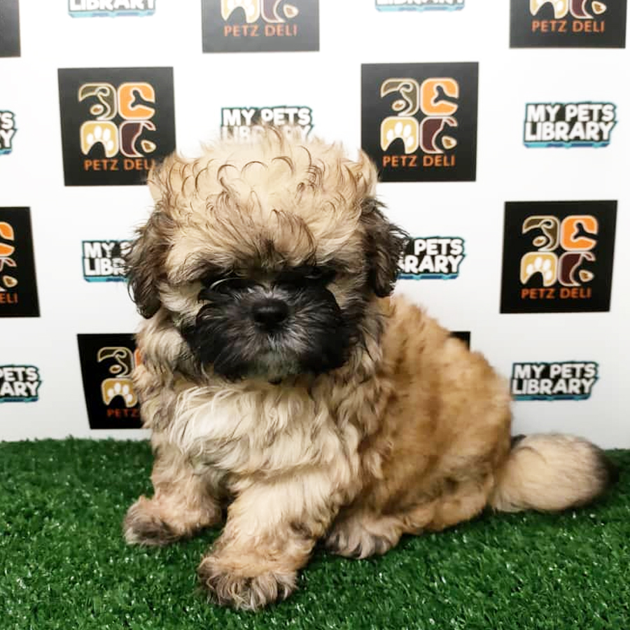 Shih Tzu Puppy (Female) For Sale