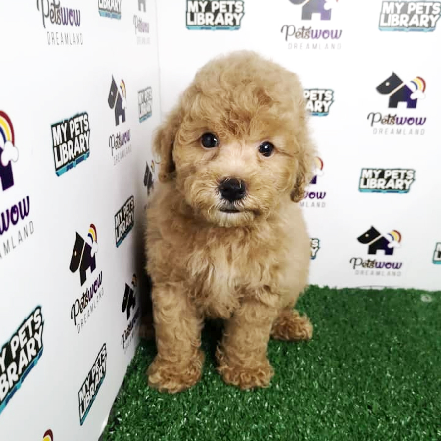 Toy Poodle Puppy (Male) For Sale