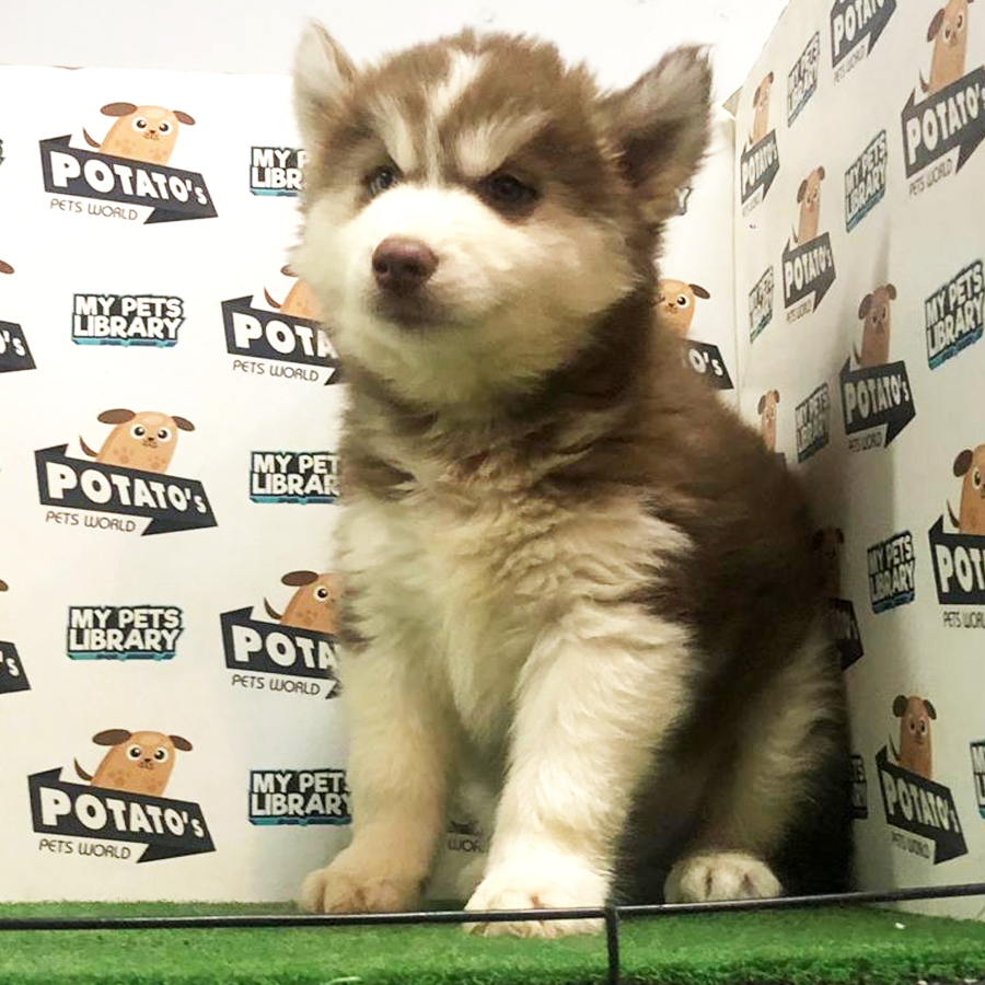 Wooly Husky Puppy For Sale