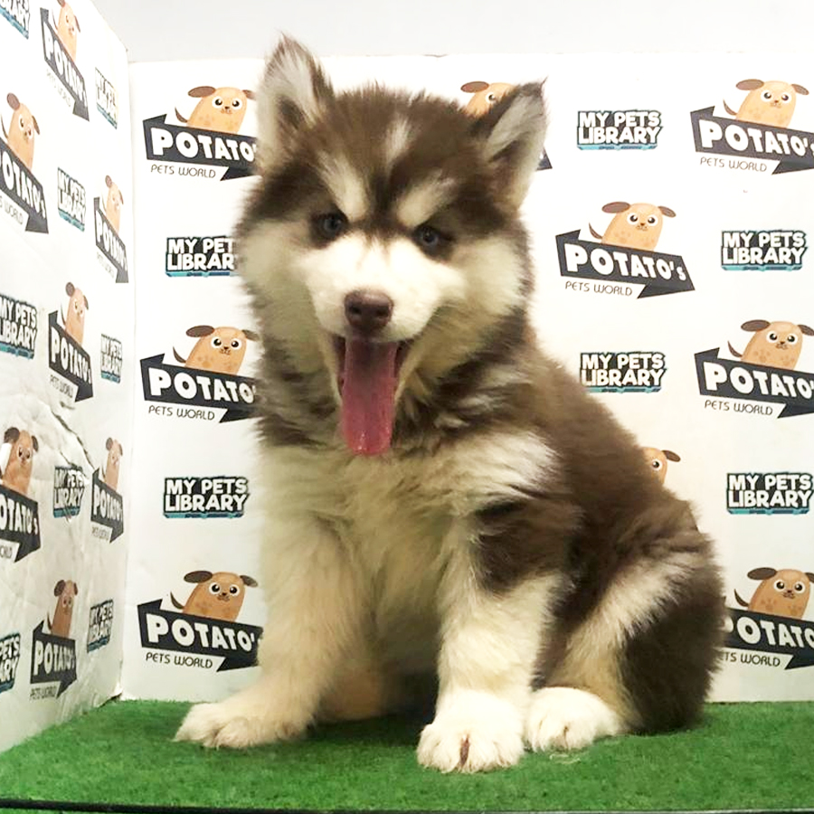 Wooly Husky Puppy For Sale