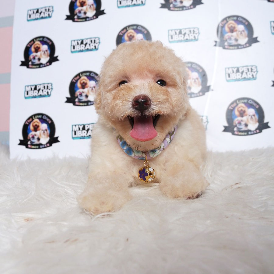 Tiny Toy Poodle Puppy ( Female ) For Sale
