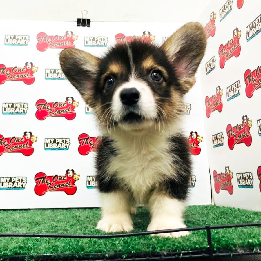 Welsh Corgi Puppy (Male) For Sale