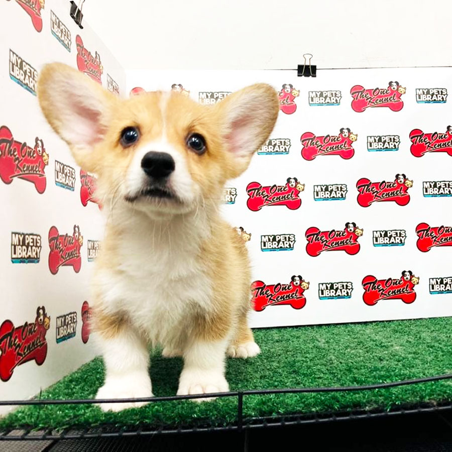 Welsh Corgi Puppy (Male) For Sale