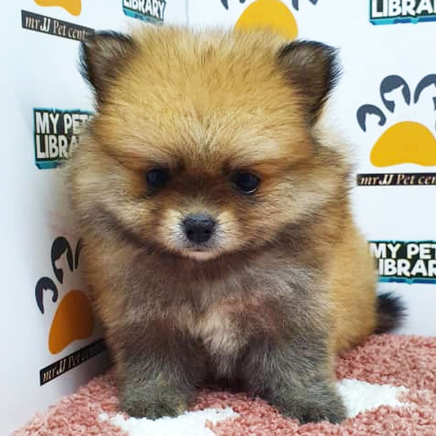 Pomeranian Puppy (Female) For Sale