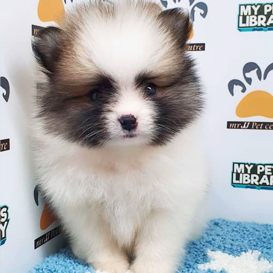 Pomeranian Puppy (Male) For Sale