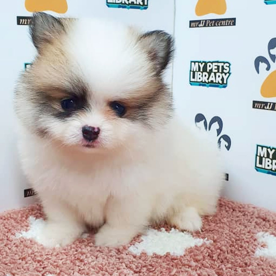 Pomeranian Puppy (Female) For Sale