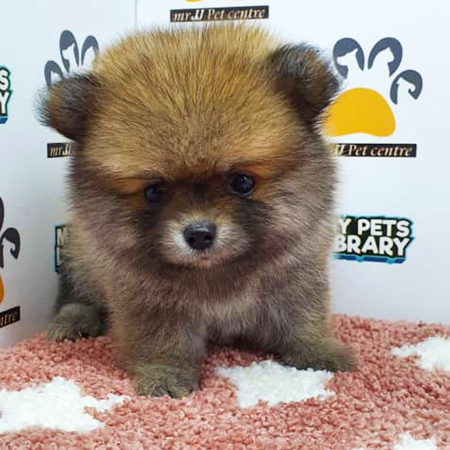 Pomeranian Puppy (Female) For Sale
