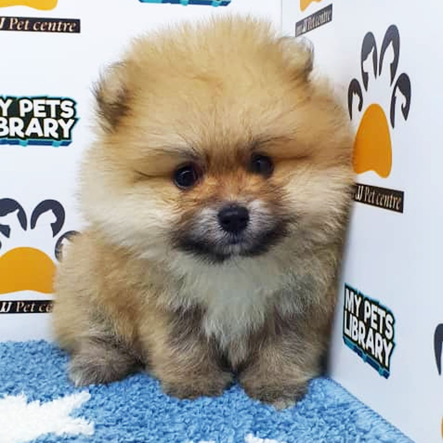 Pomeranian Puppy (Male) For Sale