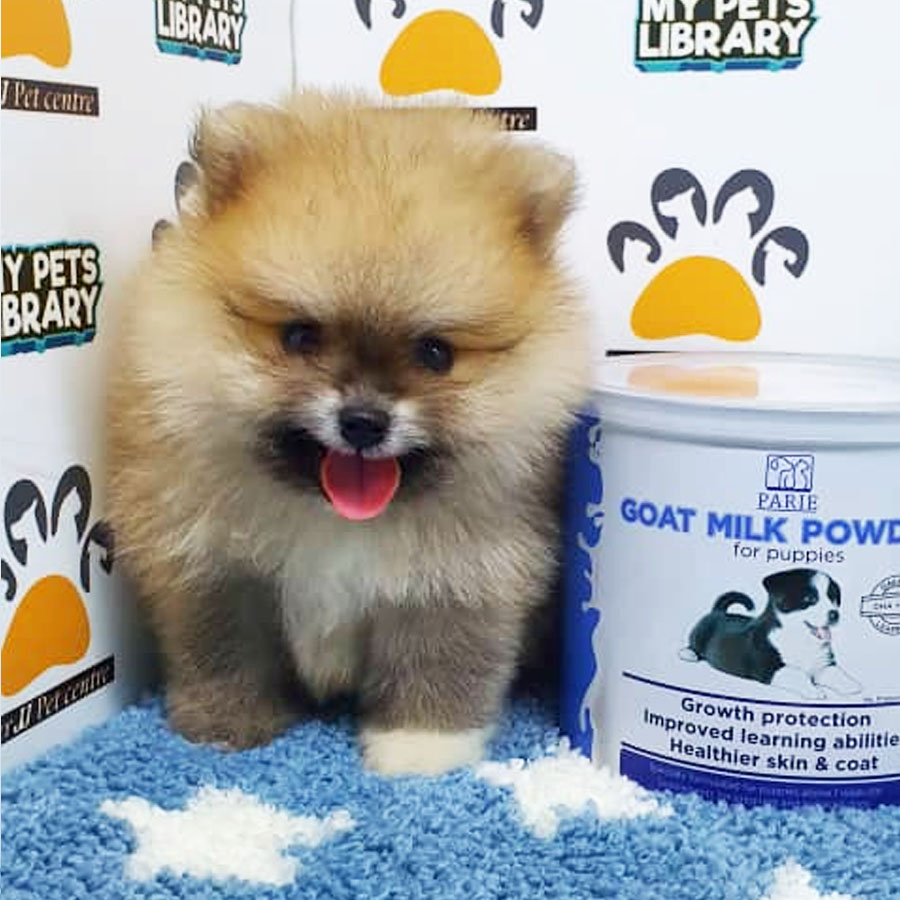 Pomeranian Puppy (Male) For Sale