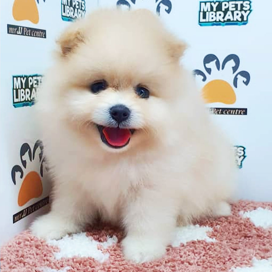 Pomeranian Puppy (Female) For Sale