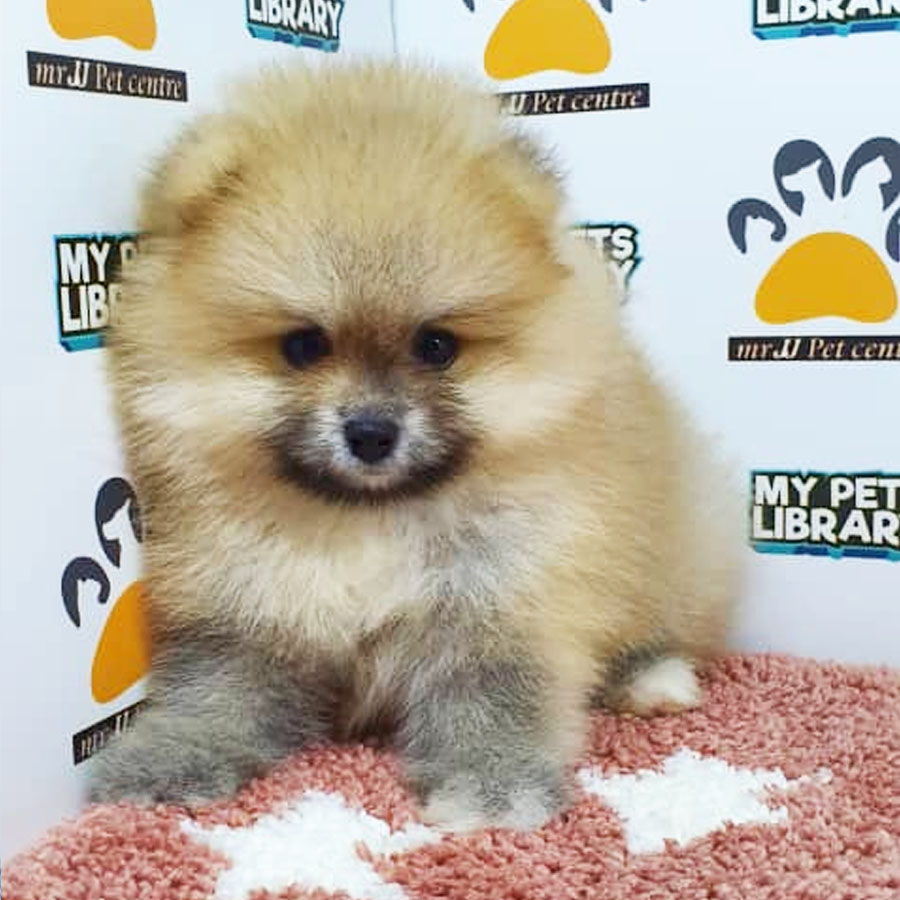 Pomeranian Puppy (Female) For Sale
