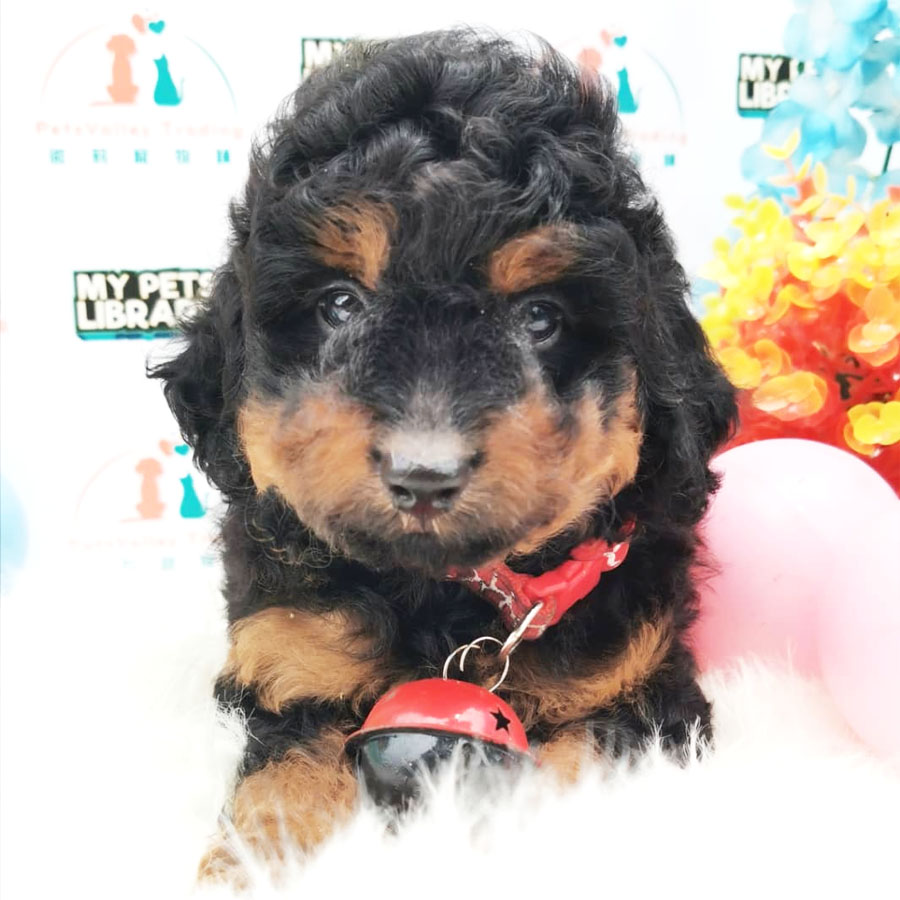 Toy Poodle Puppy (Male) For Sale