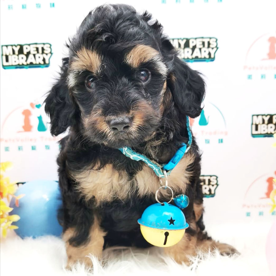 Toy Poodle Puppy (Male) For Sale