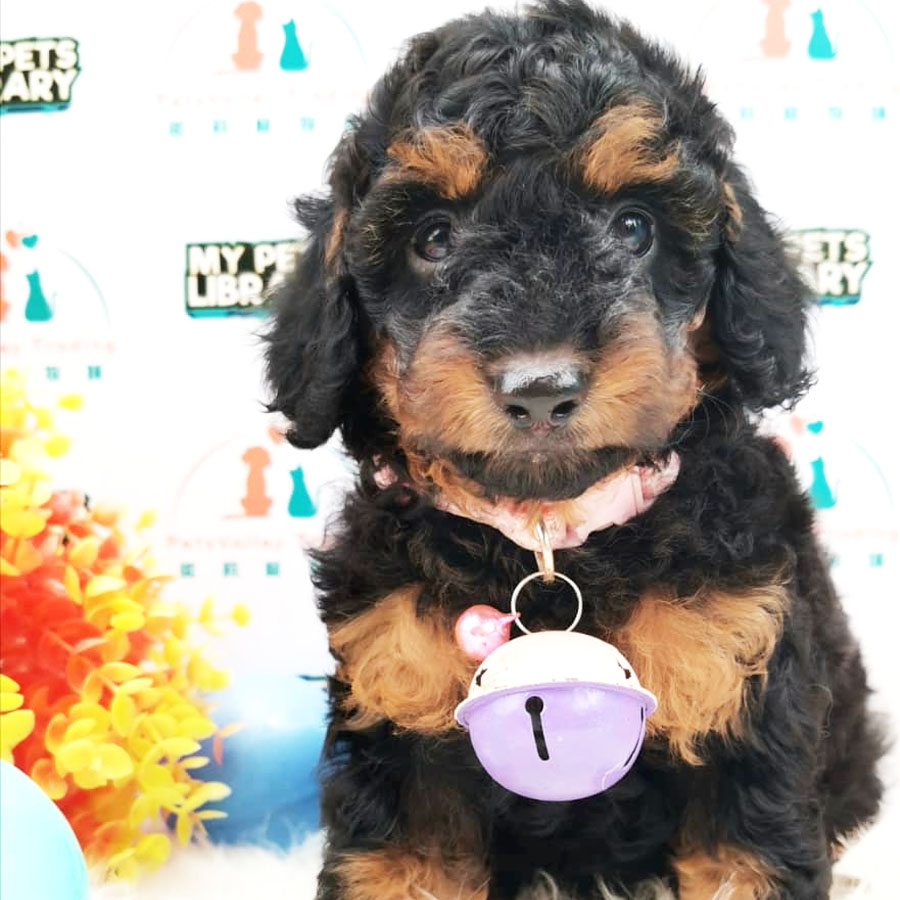 Toy Poodle Puppy (Male) For Sale