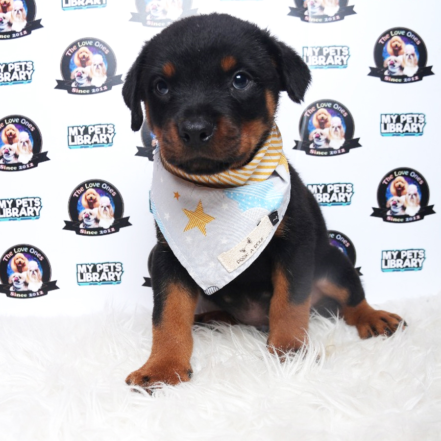 Big Bone Rottweiler (Male) Puppy Sale