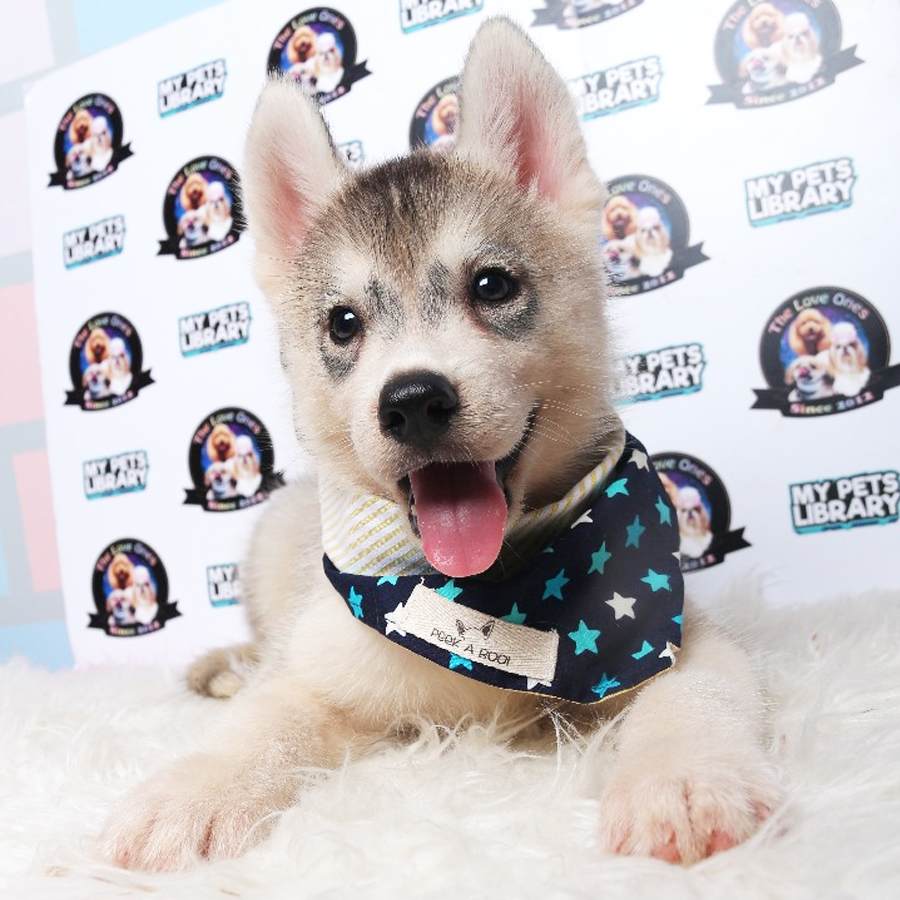 Siberian Husky Puppy (Male) For Sale