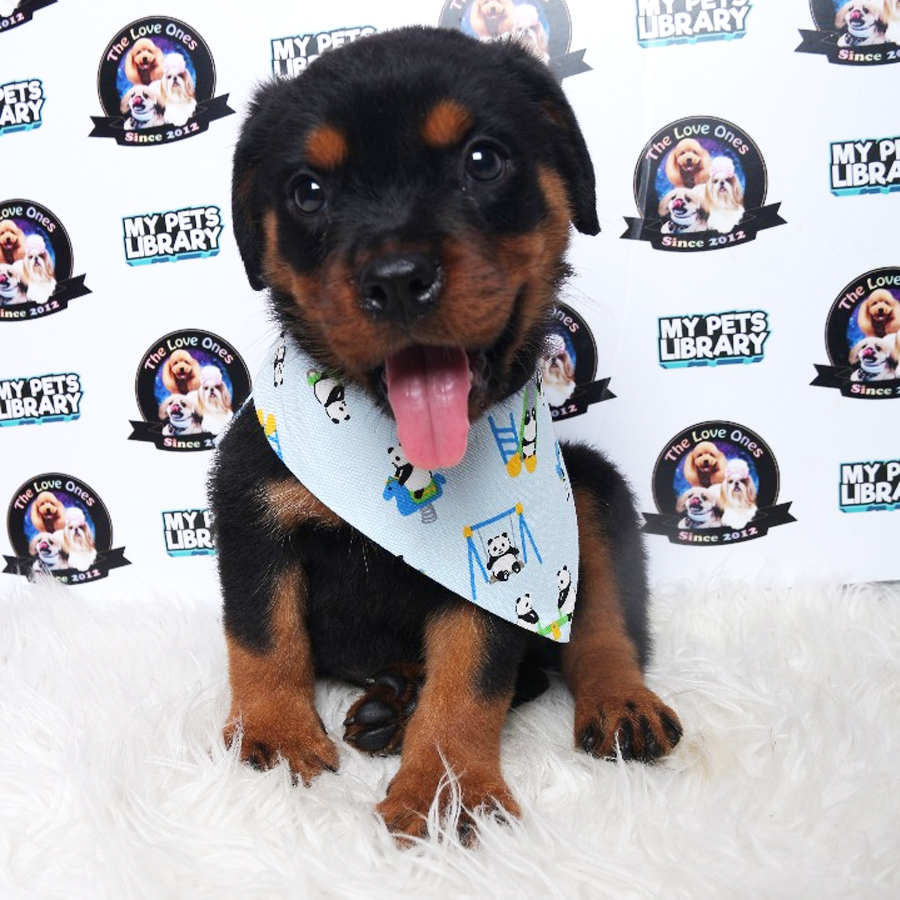 Big Bone Rottweiler (Male) Puppy Sale