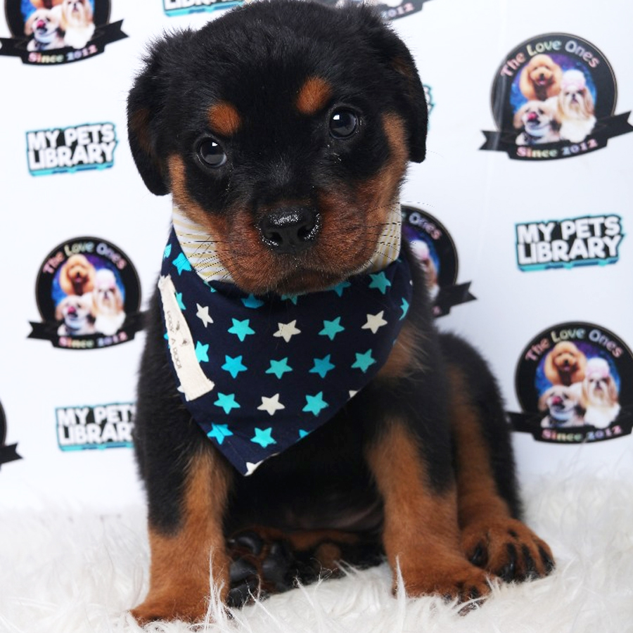 Big Bone Rottweiler (Female) Puppy Sale
