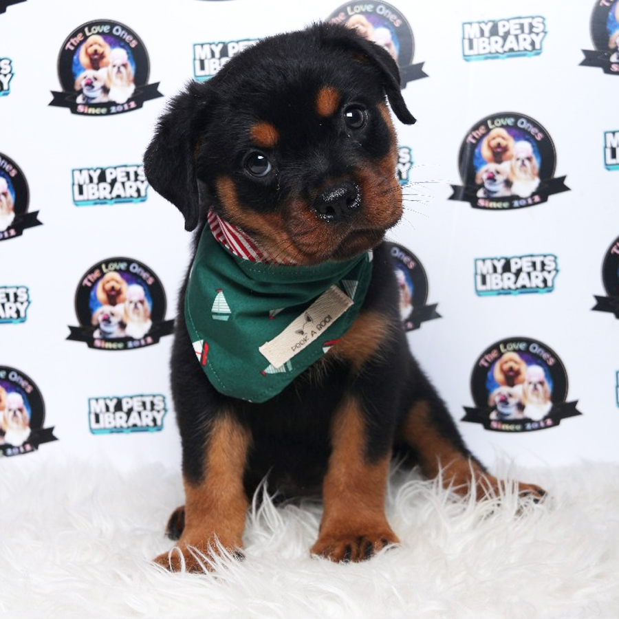 Big Bone Rottweiler (Female) Puppy Sale