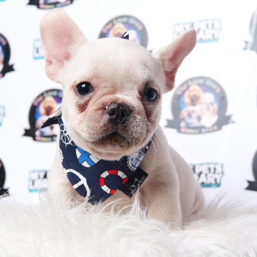 French Bulldog Puppy For Sale
