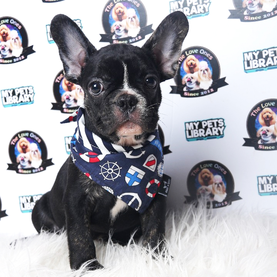 French Bulldog Puppy (Male) For Sale
