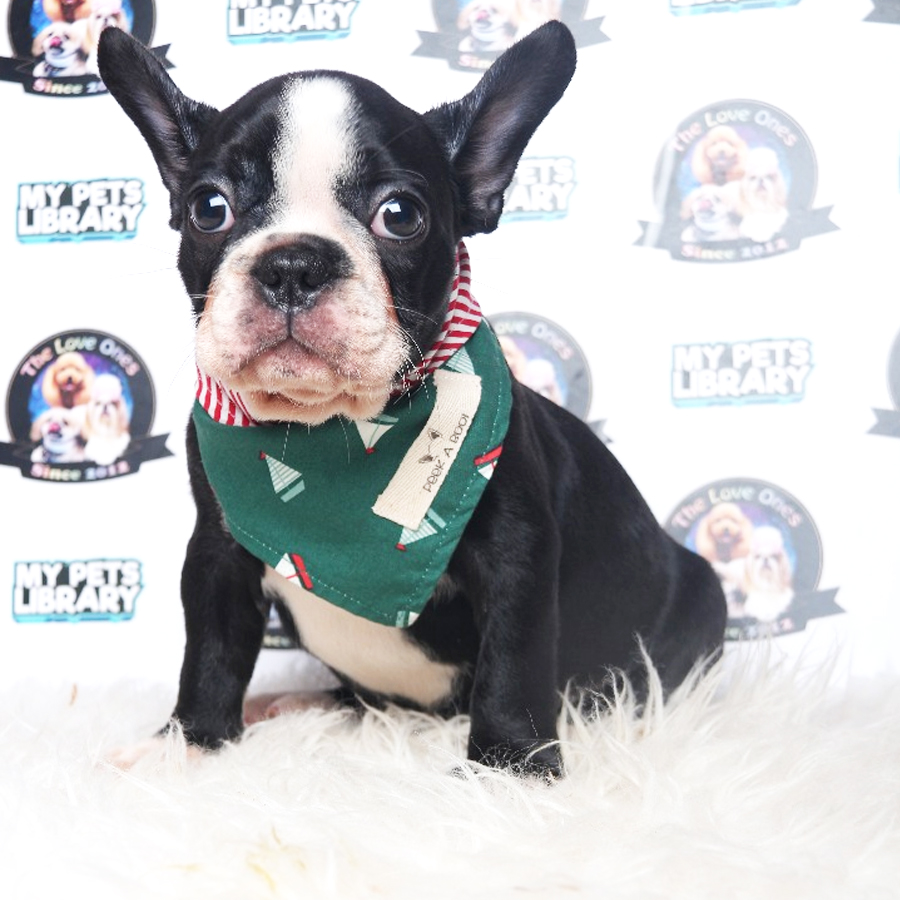 French Bulldog Puppy (Male) For Sale