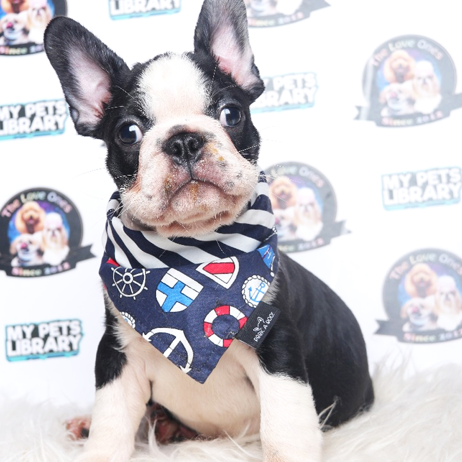 French Bulldog Puppy (Male) For Sale