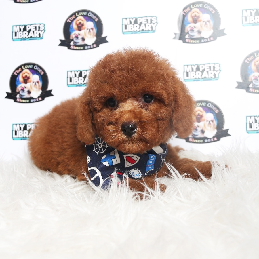 Toy Poodle Puppy (Male) For Sale