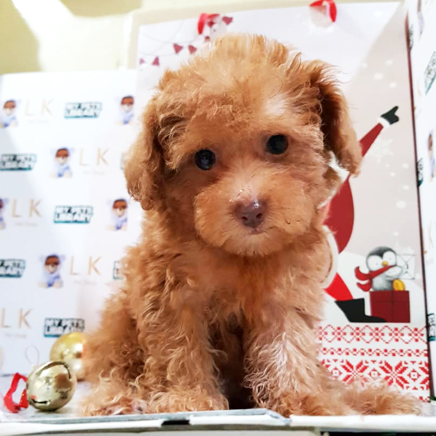 Toy Poodle Puppy For Sale