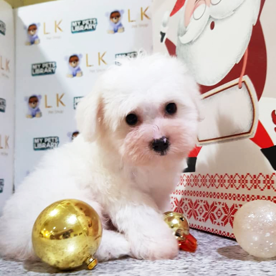 Toy Poodle Puppy ( Male ) For Sale