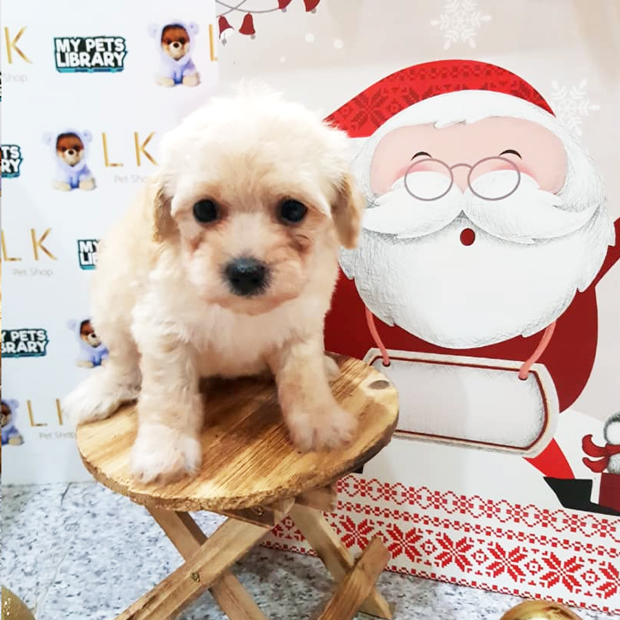 Toy Poodle Puppy (Male) For Sale