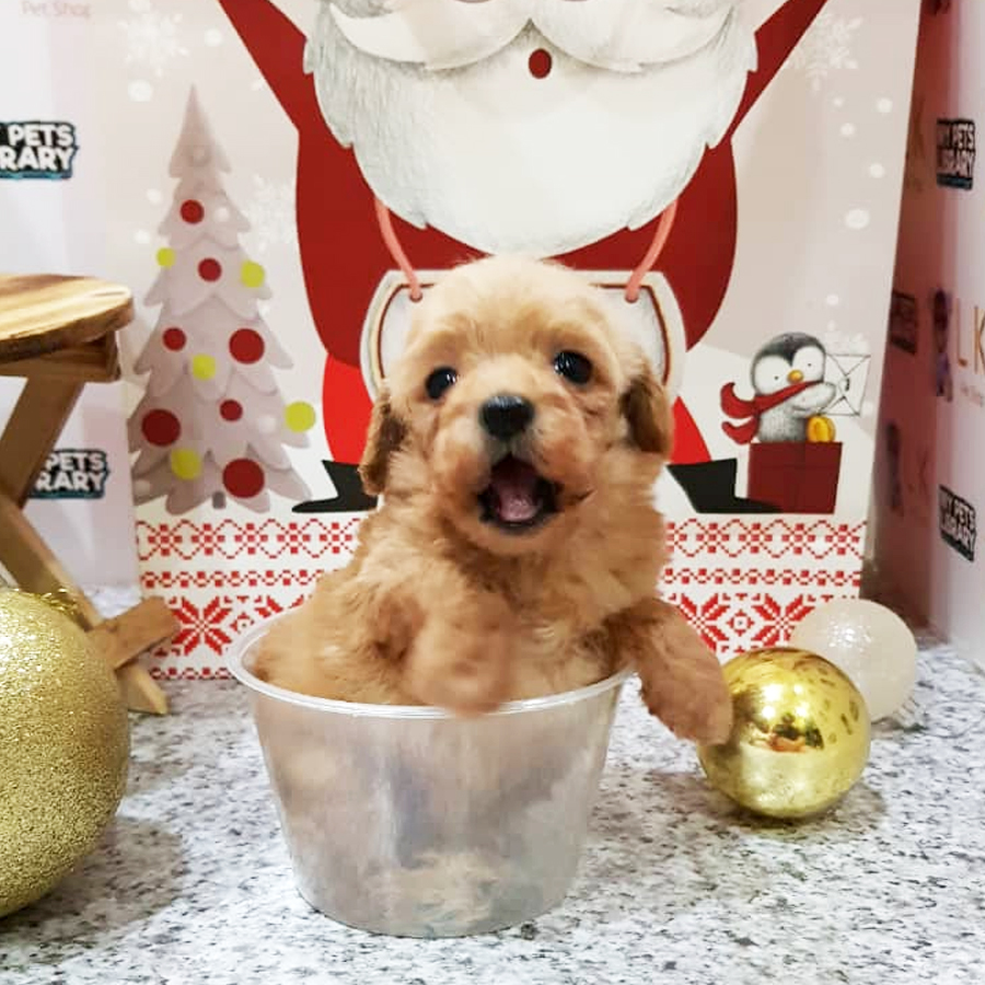 Toy Poodle Puppy (Male) For Sale