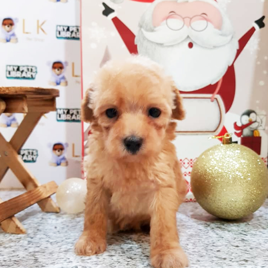 Toy Poodle Puppy (Female) For Sale
