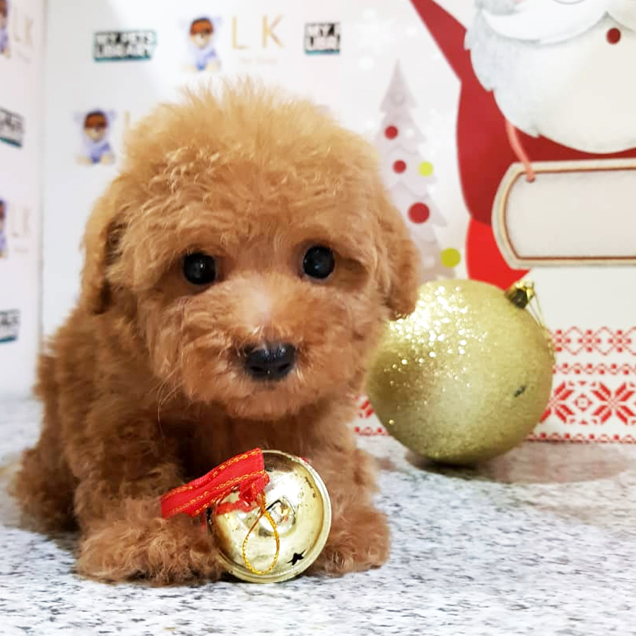 Toy Poodle Puppy (Male) For Sale