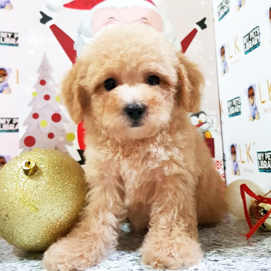 Toy Poodle Puppy (Male) For Sale
