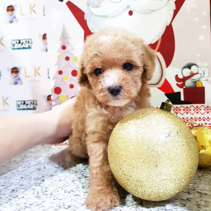 Toy Poodle Puppy (Male) For Sale