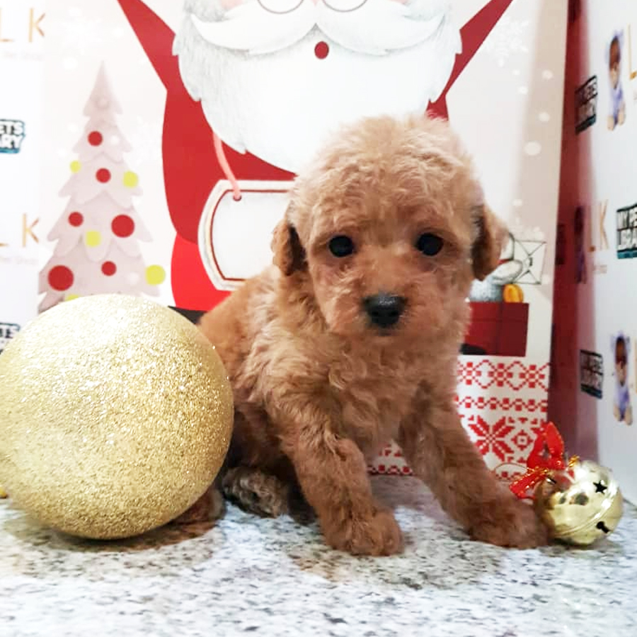 Toy Poodle Puppy (Female) For Sale